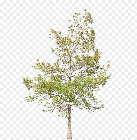 Background Png Images, Trees Png, Plane Tree, Tree Png, Tree Clipart, Clear Background, Background Png, Stock Pictures, Png Transparent