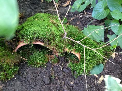 Toad Garden, Diy Frog Hotel, Diy Toad House How To Make, Diy Toad House, Terra Cotta Toad House, Toad Abode Diy, Toad Abode, Toad House, Garden Prepping