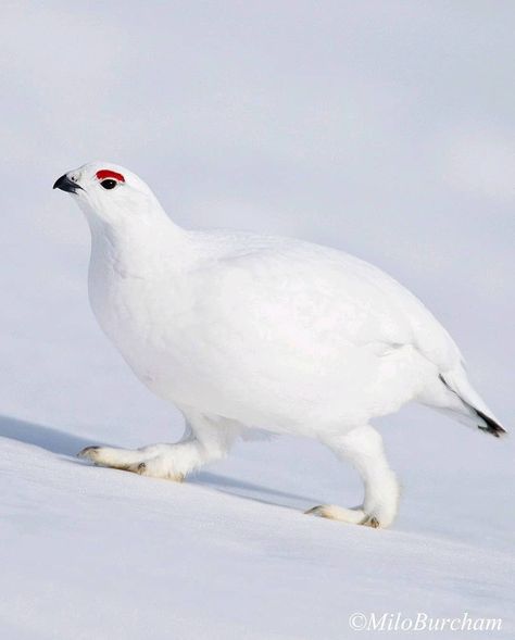 Ptarmigan Bird, Rock Ptarmigan, Willow Ptarmigan, White Willow, Animal Study, Cute Wild Animals, Unique Animals, Cute Friends, Creature Design