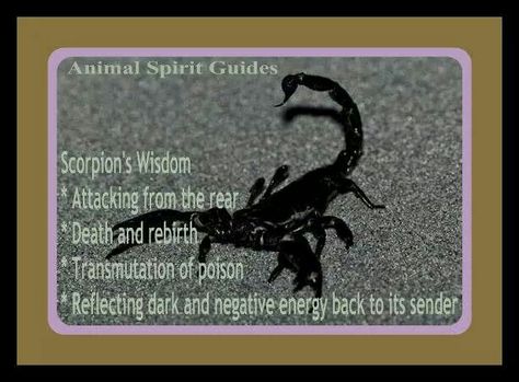 Scorpion Scorpion Spiritual Meaning, Scorpion Spirit Animal, Scorpio Animal Spirit, Ant Spirit Animal Meaning, Pet Scorpion, Scorpions Wind Of Change, Animal Spirit Guides, Animal Symbolism, Awakening Quotes