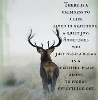 Jamie D'Angelo (@jamied1989) • Instagram photos and videos Deer Quotes, Pithy Sayings, Life Reminders, Hunting Quotes, Travel America, Hunting Girls, Deer Family, Rough Draft, Mule Deer