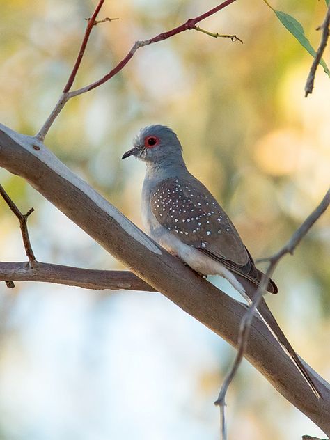 Diamond Dove (Geopelia cuneata) | Flickr : partage de photos ! Northern Australia, Diamond Dove, Elephant Photography, Dove Pigeon, Bird Aviary, Bird Carving, Dove Bird, Turtle Dove, Australian Birds