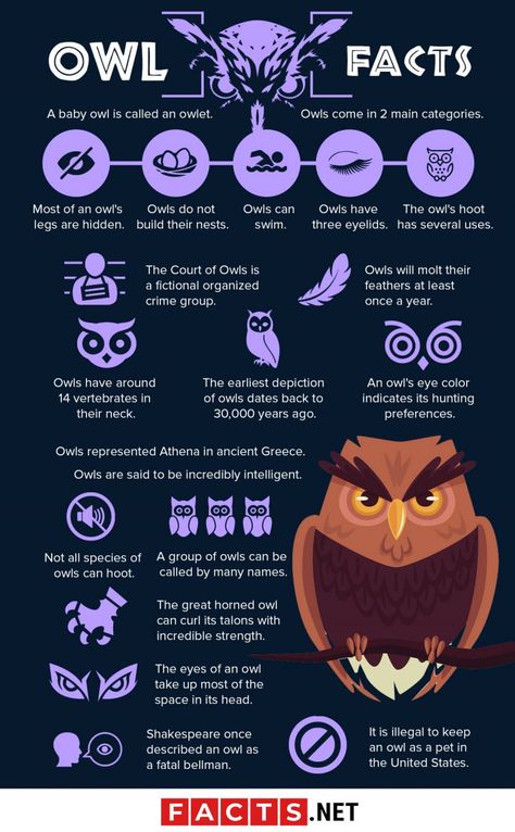 Meaning Of Owls, Owl Types, Owl Facts For Kids, Owl Person, Owl Study, Types Of Owls, Owl Aesthetic, Owl Habitat, Scary Owl