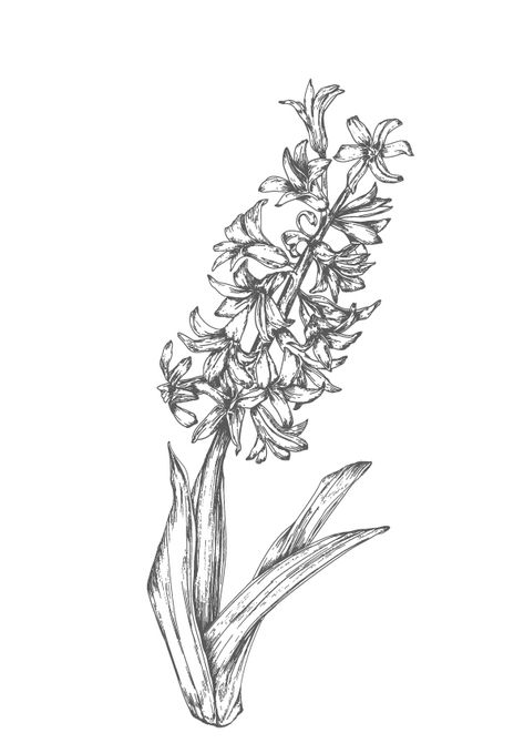 Hyacinth on Behance Hycanith Flower Tattoo, Hyacinths Tattoo, Hyancith Flower Tattoo, Hycanith Flower Drawing, Hycinthia Flower Tattoo, Hyacinthus Tattoo, Purple Hyacinth Tattoo, Hyacinth Tattoo Simple, Hyacinth Flower Tattoo Design