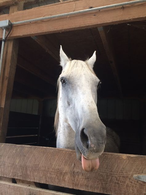 Snowy - Fleabitten grey thoroughbred Fleabitten Grey Horse, Fleabitten Horse, Flea Bitten Grey Horse, Carson Core, Grey Thoroughbred, Preppy Equestrian, Grey Horses, Horsey Life, Cowboy Life