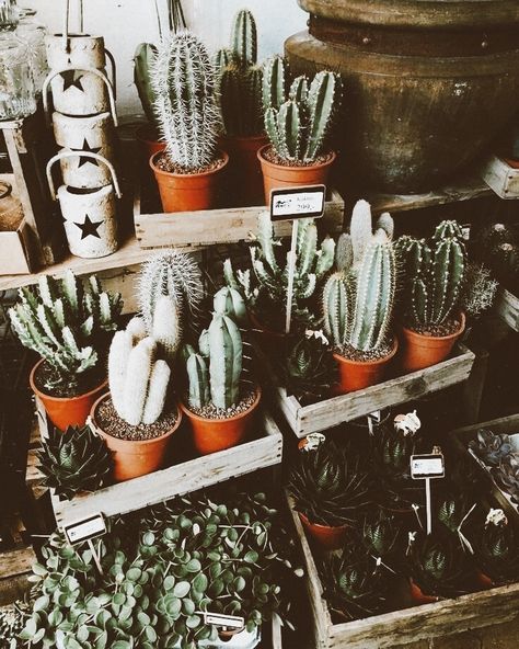 Cactus Pics, Cactus Corner, Wall Aesthetics, Boho Plants, Gardener Aesthetic, Cactus Pictures, Widget Aesthetic, Succulent Painting, Plants Cactus