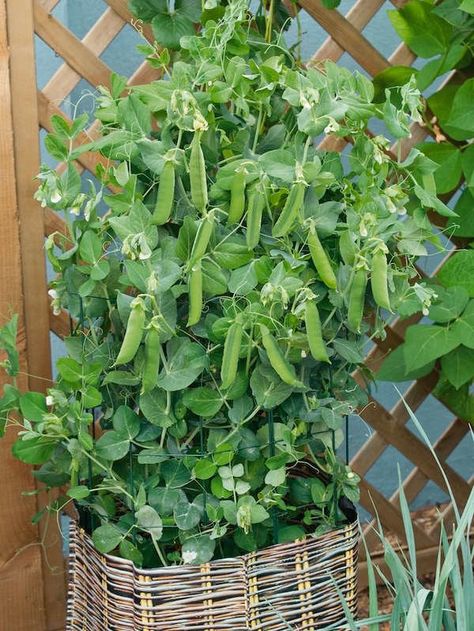 'Patio Pride' Pea Tomatoes Growing, Growing Tomatoes Indoors, Gemüseanbau In Kübeln, Growing Tomatoes From Seed, Growing Peas, Growing Organic Tomatoes, Growing Tomato Plants, Spring Crops, Pea Plant