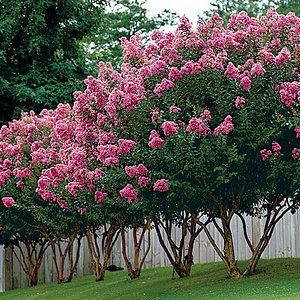 Landscaping With Crape Myrtles, Crepe Myrtle Trees Landscaping Backyards, Crepe Myrtle Fence Line, Crape Myrtle Landscaping Front Yards, White Crape Myrtle Tree Landscaping, Pink Crape Myrtle Tree, Crepe Myrtle Driveway, Myrtle Trees Landscaping, Crepe Myrtle Landscaping Backyards