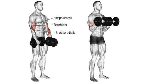 Zottman Curl, Biceps Brachii Muscle, Best Bicep Workout, Dumbbell Bicep Curl, Best Biceps, Reverse Curls, Biceps Brachii, Dumbbell Exercises, Forearm Muscles