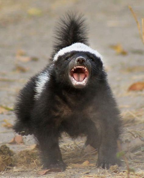 The Honey Badger is listed in the Guinness Book of World Records as the most fearless animal in the world. Badger Tattoo, Honey Badgers, Twisted Quotes, Animals Amazing, Honey Badger, Your Spirit Animal, Animal Pics, African Wildlife, African Animals