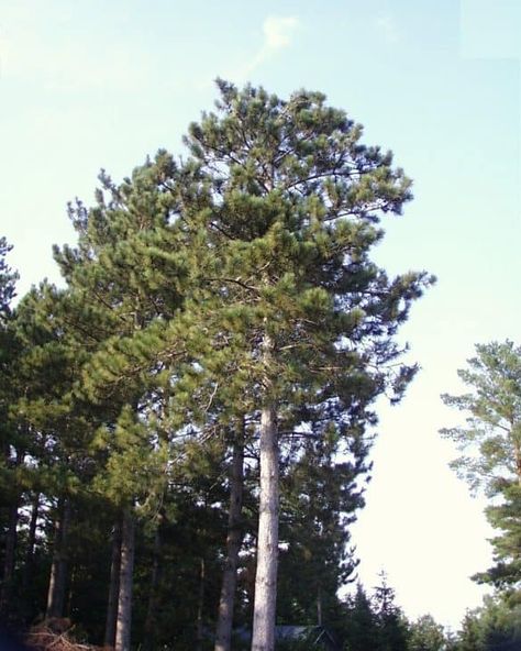 Types Of Evergreen Trees, Types Of Pine Trees, Fast Growing Shade Trees, Pine Seeds, Japanese Black Pine, Apricot Tree, Eastern White Pine, Spruce Tree, Plum Tree