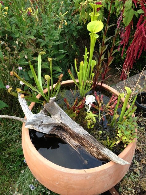 Bog garden, water garden Preformed Pond, Garden In A Pot, Small Water Gardens, Tanaman Air, Pond Construction, Container Water Gardens, Patio Pond, Bog Plants, Taman Air