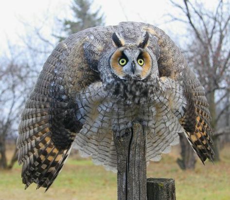 Long-eared Owl threat Display. Image by Ron Boily. Long Eared Owl, Funny Owls, Hoot Owl, Owl Pictures, Beautiful Owl, Pet Day, Cute Hamsters, Owl Bird, Funny Animal Memes