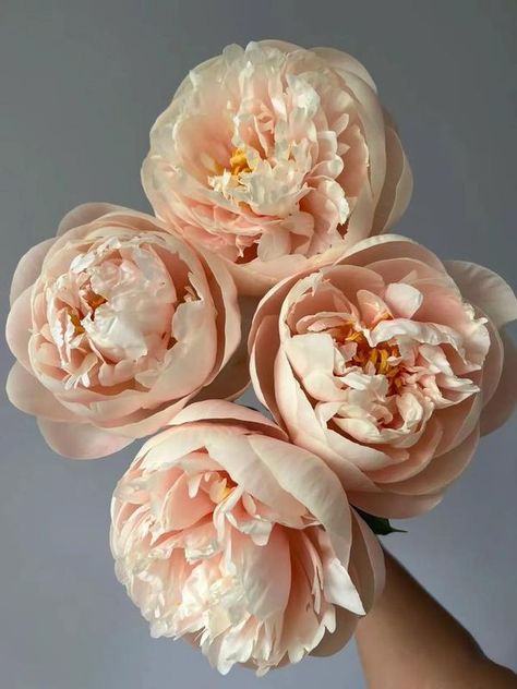 Peony Community | Facebook Peach Peony, Flower Skin, Group Cover Photo, Peach Peonies, Austin Rose, David Austin, David Austin Roses, Peony Flower, Skin Color