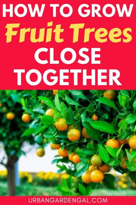 Fast Growing Fruit Trees, Backyard Orchard, Fruit Trees In Containers, Loquat Tree, Fruit Harvest, Planting Fruit Trees, Growing Fruit Trees, Gardening Techniques, Citrus Trees