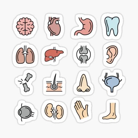 Goodnotes Medical Stickers, Anatomy Stickers Goodnotes, Anatomy Stickers Goodnotes Free, Aethetic Body, Anatomy Doodles, Bio Stickers, Nursing Stickers, Medicine Anatomy, Anatomy Stickers