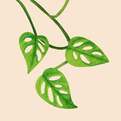 Janet Hirata Stall on Instagram: “Swiss cheese vine 🧀 I can’t imagine why it’s called that! Trying to draw some more tropical plants to go with the bugs. 🍃 .  #procreate30  Procreate, digital, ipad art, surface design, plant, house plant, botanical, leaves, leaf, monstera adansonii, illustration Monstera Adansonii Drawing, Swiss Cheese Plant Drawing, Plant Clips, Monstera Adansonii, Plant House, Swiss Cheese Plant, Botanical Leaves, Leaves Illustration, Cheese Plant