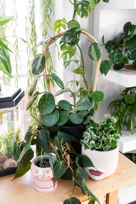 Learn all about hoya obovata care! The gorgeous obovata is the perfect addition to any hoya hobbyist houseplant collection, and care is easy! Hoya Collection, Houseplant Collection, Small Trellis, Hoya Obovata, Root Structure, Garden Mini, Floral Arrangements Diy, Indoor Gardens, Greenhouse Gardening