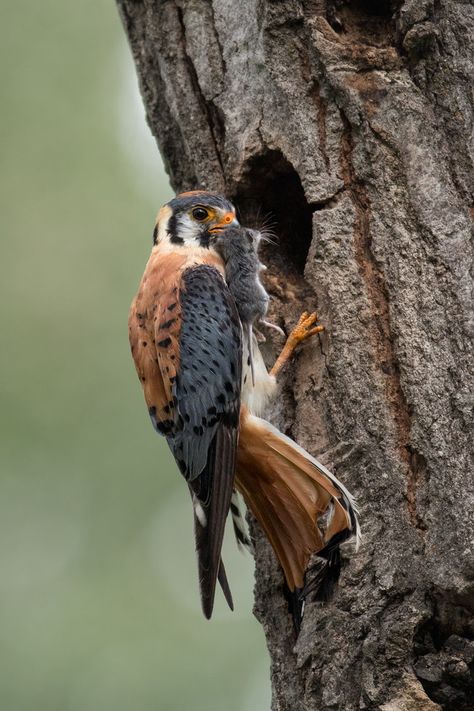 JESS FINDLAY PHOTOGRAPHY — Birds of British Columbia British Birds Of Prey, Deer Mouse, Sparrow Hawk, Canadian Animals, American Kestrel, Amazing Birds, Kestrel, British Columbia Canada, Bird Garden