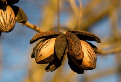 Nut Trees: Off-Grid Food Supply … And Money-Maker Pecan Trees, Texas Plants, Black Walnut Tree, Growing Trees, Pecan Tree, Fruit Bushes, Walnut Tree, Farm Stuff, Seed Pod