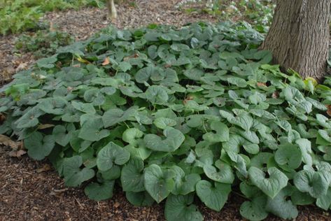 Wild Ginger Plant, Canadian Mountains, Native Landscaping, Winter Sowing, Front Yard Plants, Heart Shaped Leaves, Yard Plants, Ginger Plant, Native Plant Gardening