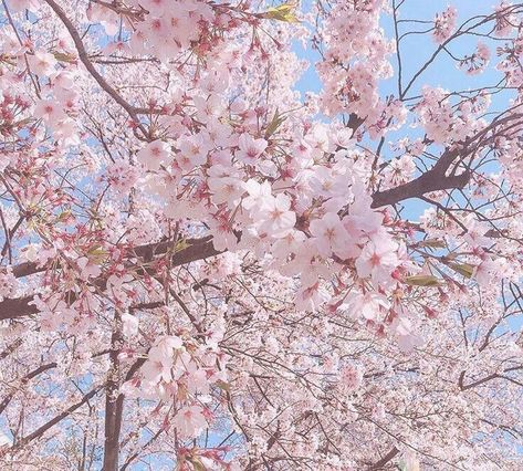 Sakura Bloom, Soft Pink Theme, Tree Icon, Cherry Blossom Background, Flower Icons, Sakura Tree, Sakura Flower, Nothing But Flowers, Sakura Cherry Blossom