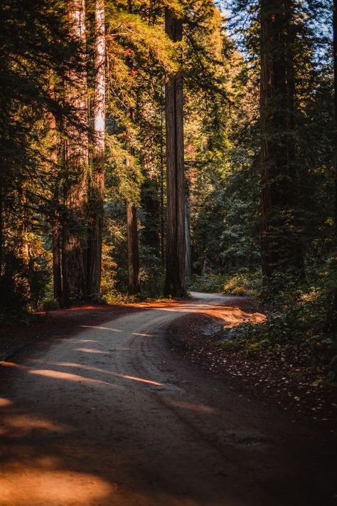 Jedediah Smith Redwoods State Park, The Redwoods, Parc D'attraction, Hapkido, Beach Vibes, Nature Aesthetic, Pretty Places, Photography Nature, Nature Travel