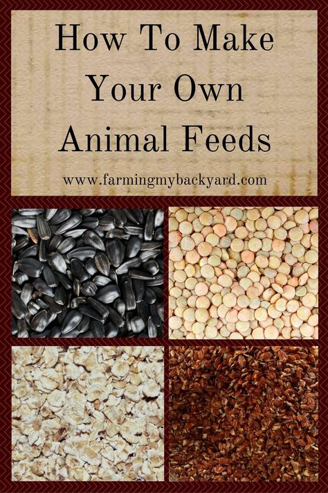 You can make your own animal feeds for your goats, rabbits, or chickens!  You can also supplement your purchased feeds for more nutrition! Homesteading Animals, Raising Farm Animals, Livestock Feed, More Nutrition, Farm Ideas, Mini Farm, Chicken Feed, Goat Farming, Backyard Farming