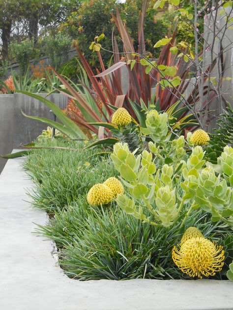 Protea (yellow pin cushion) and sesleria grass Succulent Landscape Design, Rogers Gardens, Australian Native Garden, Succulent Landscaping, Mediterranean Landscaping, Australian Garden, Beautiful Flowers Garden, Native Garden, Cactus Y Suculentas