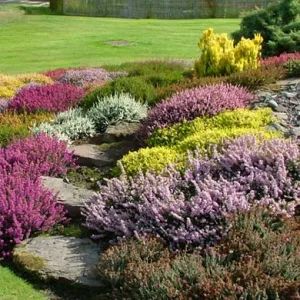 SCOTTISH HEATHER for Gardens | Hedgehogs Nursery & Garden Centre Heather Rock Garden, Scottish Garden Ideas, Scottish Plants, Scottish Garden, Heather Gardens, Hedgehog Nursery, Scottish Heather, Yard Makeover, Heather Plant