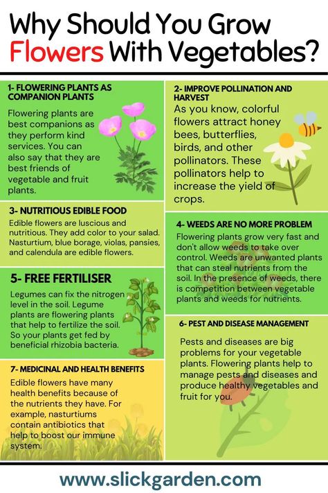 Why Should You Grow Flowers With Vegetables? – Slick Garden Companion Planting Flowers Vegetables, Companion Flowers For Vegetable Garden, Companion Flowers, Allotment Planning, Chicken Tips, Allotment Ideas, Cabbage Plant, Mustard Plant, Garden Companion Planting