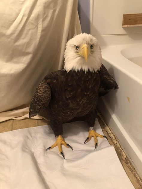 Cute Eagle, Baby Bald Eagle, Bird Memes Funny, Bald Eagles In Alaska, Best Movie Lines, Bird Memes Hilarious, Bald Eagle Meme, Zebra Memes Funny, Good Luck Quotes