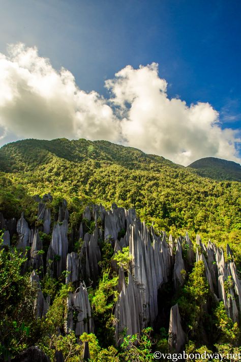 Malaysia Landscape, Rainforest Pictures, Gunung Mulu National Park, Malaysia Trip, Borneo Rainforest, Malaysia Resorts, Borneo Malaysia, Travel Malaysia, Banana Pancake