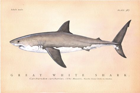 Greatwhite Shark Tattoo, Great White Shark Art, Great White Shark Pencil Drawing, Great White Shark Side View, Shark Scientific Illustration, Shark Illustration, Shark Painting, Scientific Drawing, Shark Tattoos