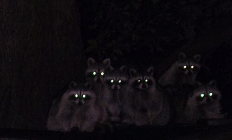 Raccoons at night Raccoon Laptop Wallpaper, Raccoon Desktop Wallpaper, Raccoon Aesthetic Dark, Raccoon Wallpaper Pc, Raccoon Banner Discord, Raccoon Aesthetic, Raccoon Eyes, Eyes Aesthetic, Trash Panda