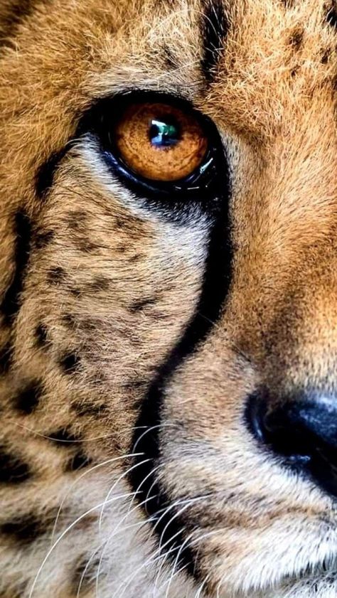 eddy25960 on Tumblr Cheetah Pictures, Cheetah Photos, Train A Cat, Animal Close Up, Be Mysterious, Regard Animal, Animal Eyes, Wild Animals Pictures, Big Cats Art