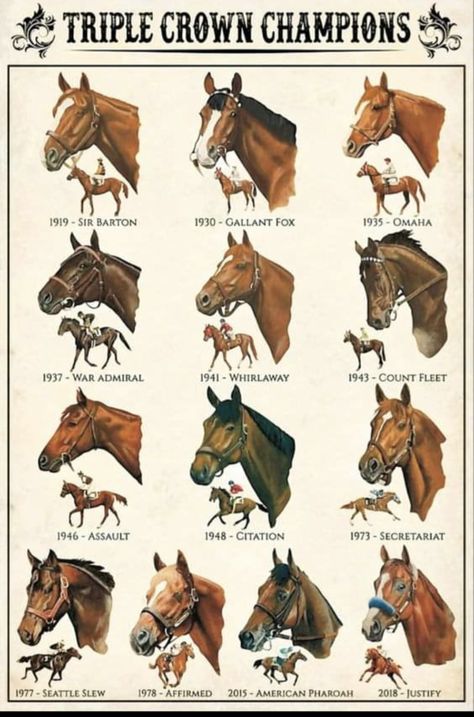 Famous Race Horses, Race Horse Drawing, Race Horses Thoroughbred, Horse Thoroughbred, Horse Age, Horse Markings, Thoroughbred Racehorse, Triple Crown Winners, Horse Facts