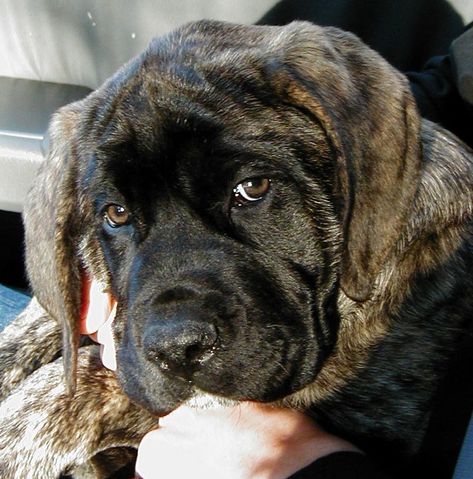 English Mastiff Puppy. Their facial expressions speak. He is saying"you are… Brindle English Mastiff, British Mastiff, Old English Mastiffs, Pyrenean Mastiff, English Mastiff Puppies, Mastiff Breeds, Giant Dog Breeds, Mastiff Puppies, Mastiff Dogs