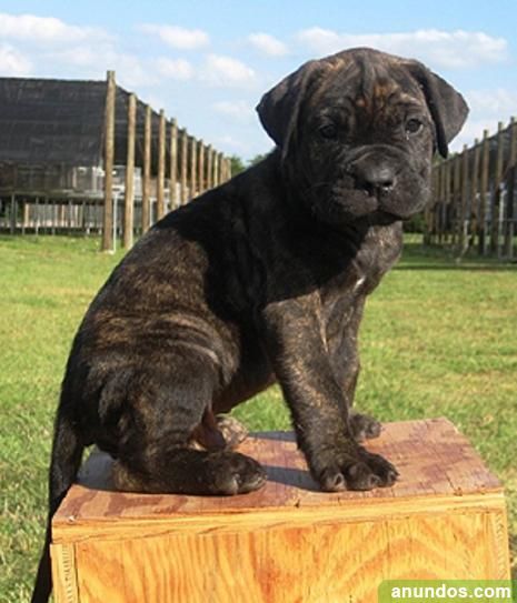 Gratis presa canario cachorros disponibles en La Línea 【 ANUNCIOS Mayo 】 | Clasf animales Mastiff Dog Breeds, English Mastiff Puppies, Mastiff Breeds, Giant Dog Breeds, Presa Canario, Mastiff Puppies, Fierce Animals, Mastiff Dogs, Giant Dogs