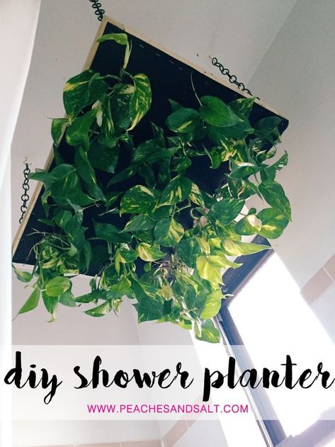 We're officially obsessed with indoor gardening and plants in general. We decided that we needed plants in every single room, so we built our own 'raining' plant hanger. I was skeptical about how it would turn out, but I'm actually really in love with it. It took us less than an hour to build and was easy to hang from the ceiling. Make one for your shower using our guide below!MATERIALS: (1) 1'x1'x8' board Chicken wire cut to 1'x2' (1) Roll fiberglass screen Staple gun and st… Cool Chandeliers, Diy Bathroom Design, Old Lamp Shades, Plants Hanging, Diy Hanging Planter, Cool Shapes, Diy Shower, Single Room, Bathroom Plants