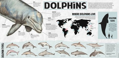 Dolphin infographic Dolphin Facts, Wildlife Poster, Zoo Tycoon, King Solomon, Info Graphic, Design Cover, Alain Delon, Marine Biology, Animal House