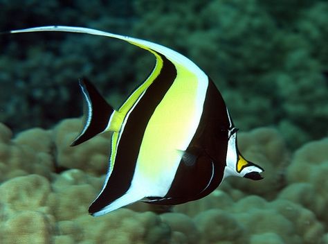 Moorish Idol - Top 12 Most Beautiful Fish in the World - EnkiVillage Moorish Idol Fish, Moorish Idol, Saltwater Aquarium Fish, Small Fish Tanks, Saltwater Fish Tanks, Butterfly Fish, Salt Water Fishing, Salt Water Fish, Underwater Animals