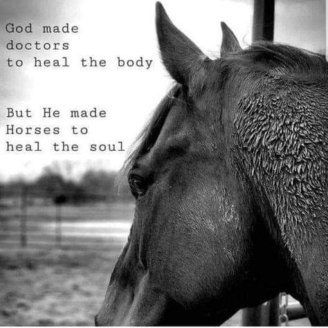 Equestrian Quotes Inspirational, Wild Horses Quotes, Horse Girl Quotes, Horse Love Quotes, Equine Quotes, Cowgirl Quote, Horse Quotes Funny, Inspirational Horse Quotes, Horse Riding Quotes