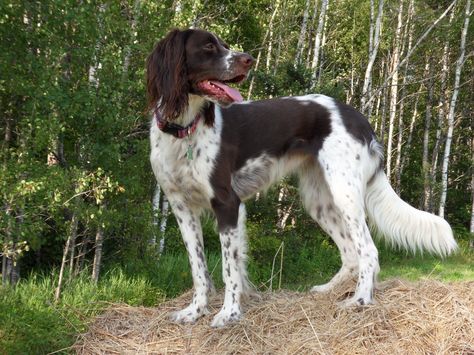 French Spaniel / Epagneul Français #Dogs #Puppy French Spaniel, French Brittany, Spaniel Breeds, Working Cocker, Springer Spaniels, Brittany Spaniel, Dog List, Fox Terriers, Purebred Dogs