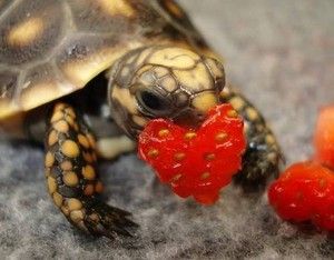 Happy World Turtle Day! Here Are Some Photos Of Turtles Eating Strawberries Turtle Eating Strawberry, Tortoise Eating, Red Footed Tortoise, World Turtle Day, Turtle Day, Cute Tortoise, Baby Tortoise, Turtle Time, Baby Sea Turtles