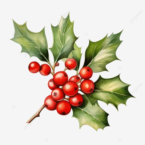 holly branch handdrawn watercolor vector illustration christmas holly berries a symbol of christma Merry Christmas Font, Christmas Photo Album, Christmas Sketch, Christmas Season Greetings, Christmas Branches, Christmas Leaves, Watercolor Vector, Holiday Fonts, Christmas Typography