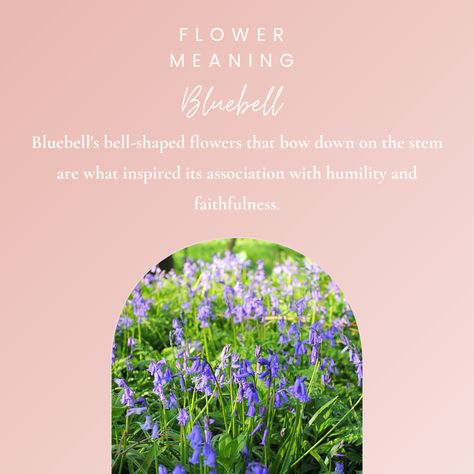 Did you know where bluebell's meaning of faithfulness and humility originated? 💙🔔 This beautiful bloom is perfect to include in a bouquet for a significant other (faithfulness) or as an apology (humility). Bluebell Flower, Blue Bell Flowers, Flower School, An Apology, Flower Meanings, Beautiful Bouquet, Beautiful Blooms, Significant Other, Flower Arrangements