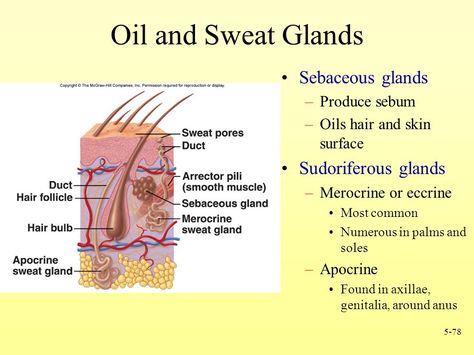 Sweat Glands Anatomy, Study Notes Anatomy, Notes Anatomy, Optometry School, Medical Esthetician, Nurse Study, Nurse Study Notes, Sweat Gland, Skin Science