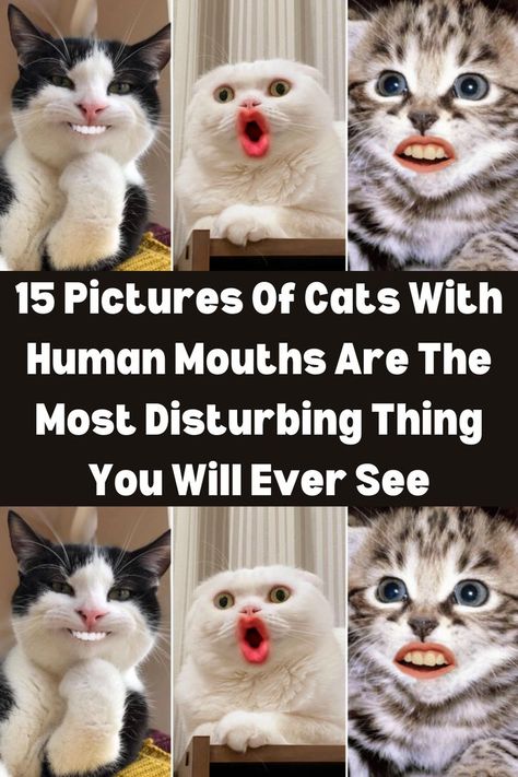 You might think that cats having lips wouldn’t look so weird but actually, it does. I can’t really describe what is happening in the following pictures. But whatever is happening is disturbing me and probably will give me nightmares no matter what. We have always thought cats could do no wrong and they will look cute in whatever we put them in. Cats With Human, Human Mouth, Hot Dog Bar, Pictures Of Cats, Cat Sitter, So Weird, Cat Hacks, What Is Happening, Cat Sitting