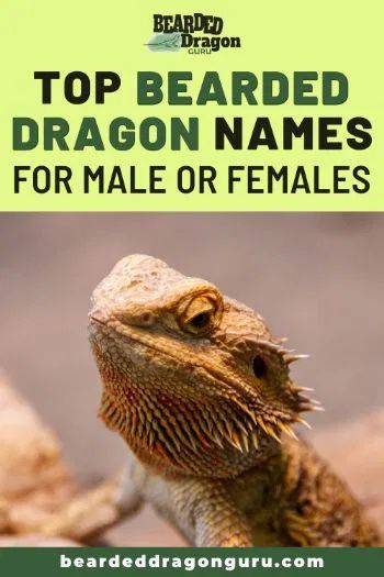 So, you’ve just introduced a new bearded dragon to your family and you’re struggling to find great bearded dragon names.Naming a new pet is always a struggle. It’s a massive responsibility to give them a name that suits their personality.But choosing a name doesn’t need to be stressful. We’ve created this guide to help you out. #petnames #beardeddragonnames Bearded Dragon Lighting, Bearded Dragon Substrate, Bearded Dragon Tank Setup, Bearded Dragon Setup, Bearded Dragon Names, Bearded Dragon Hammock, Dragon Terrarium, Dragon Food, Bearded Dragon Terrarium